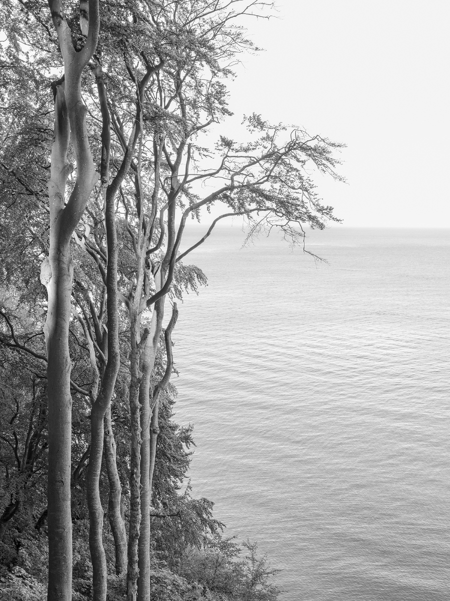 Loredana Nemes – GRAUBAUM und HIMMELMEER series, Greytree 14, 2019 FEATURED IMAGE